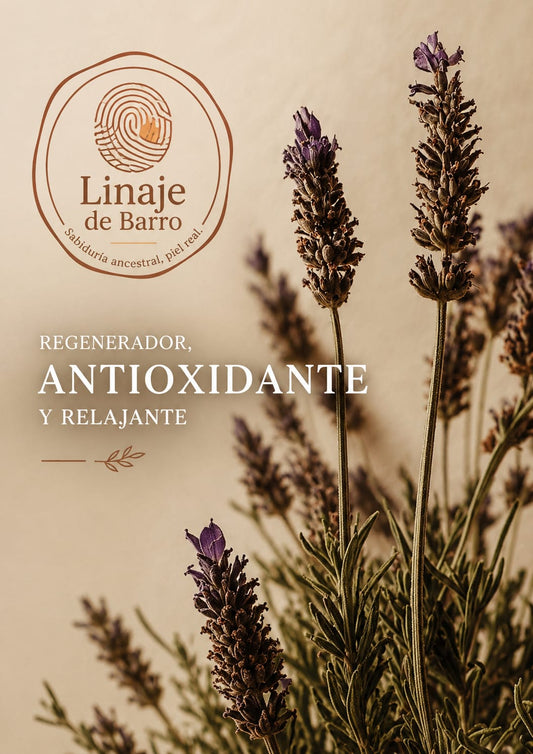 Lavanda: el ritual nocturno que tu sistema nervioso necesita
